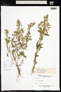 Stachys annua image