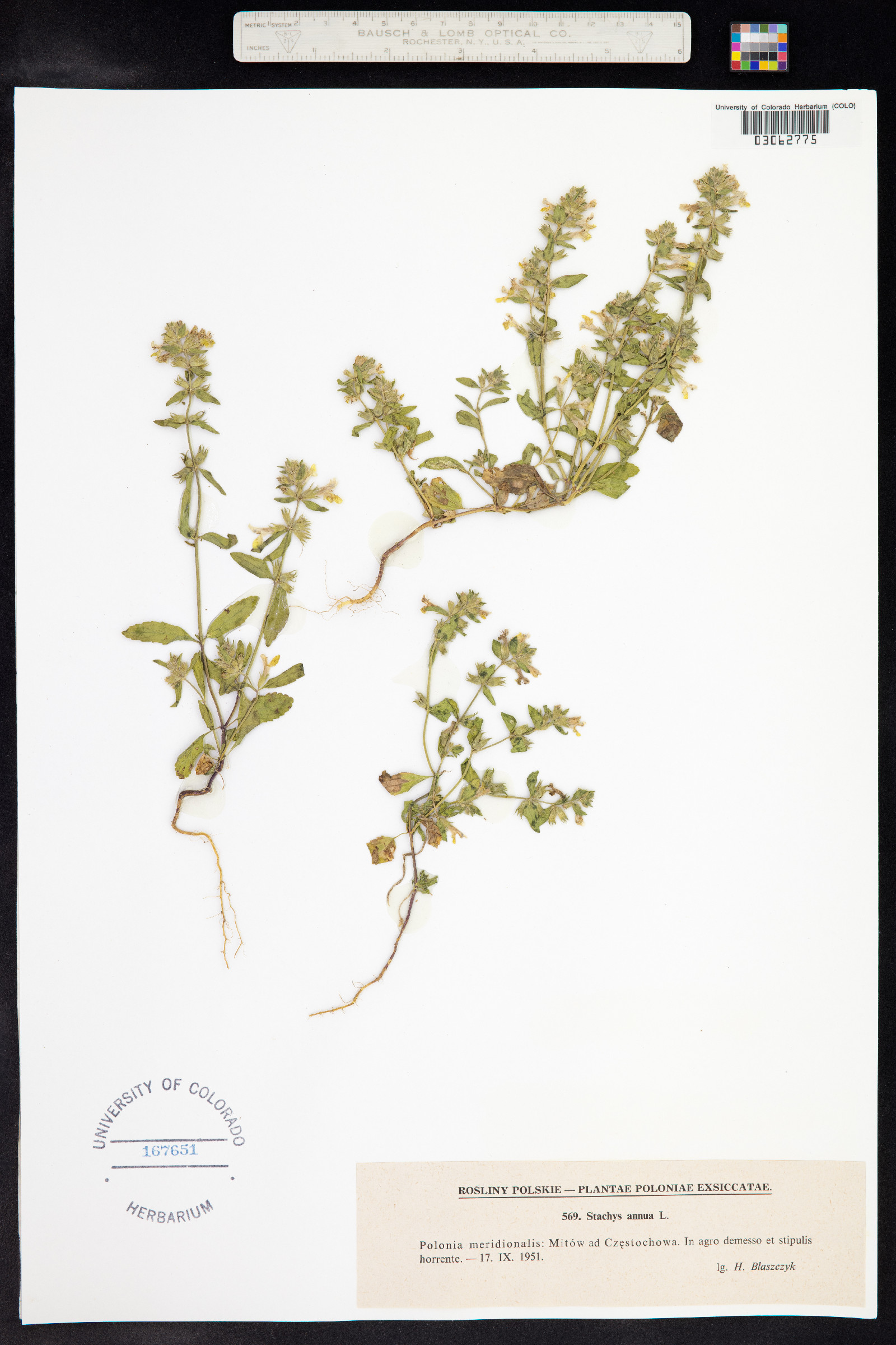 Stachys annua image