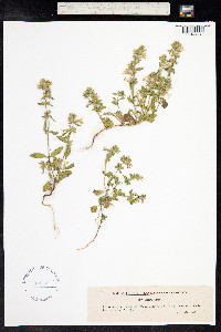 Stachys annua image