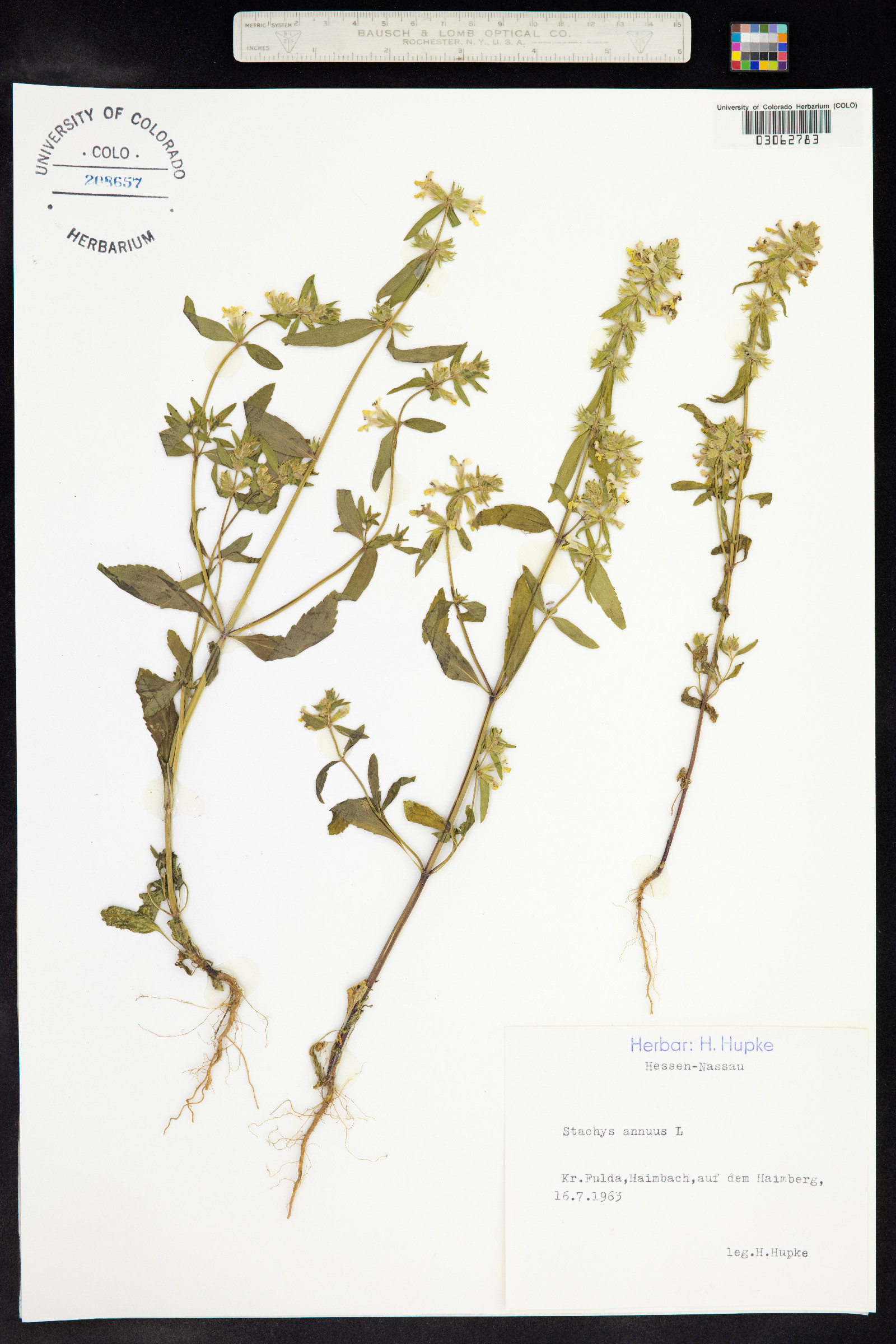 Stachys annua image