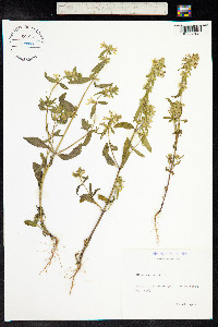 Stachys annua image