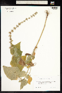 Stachys sylvatica image