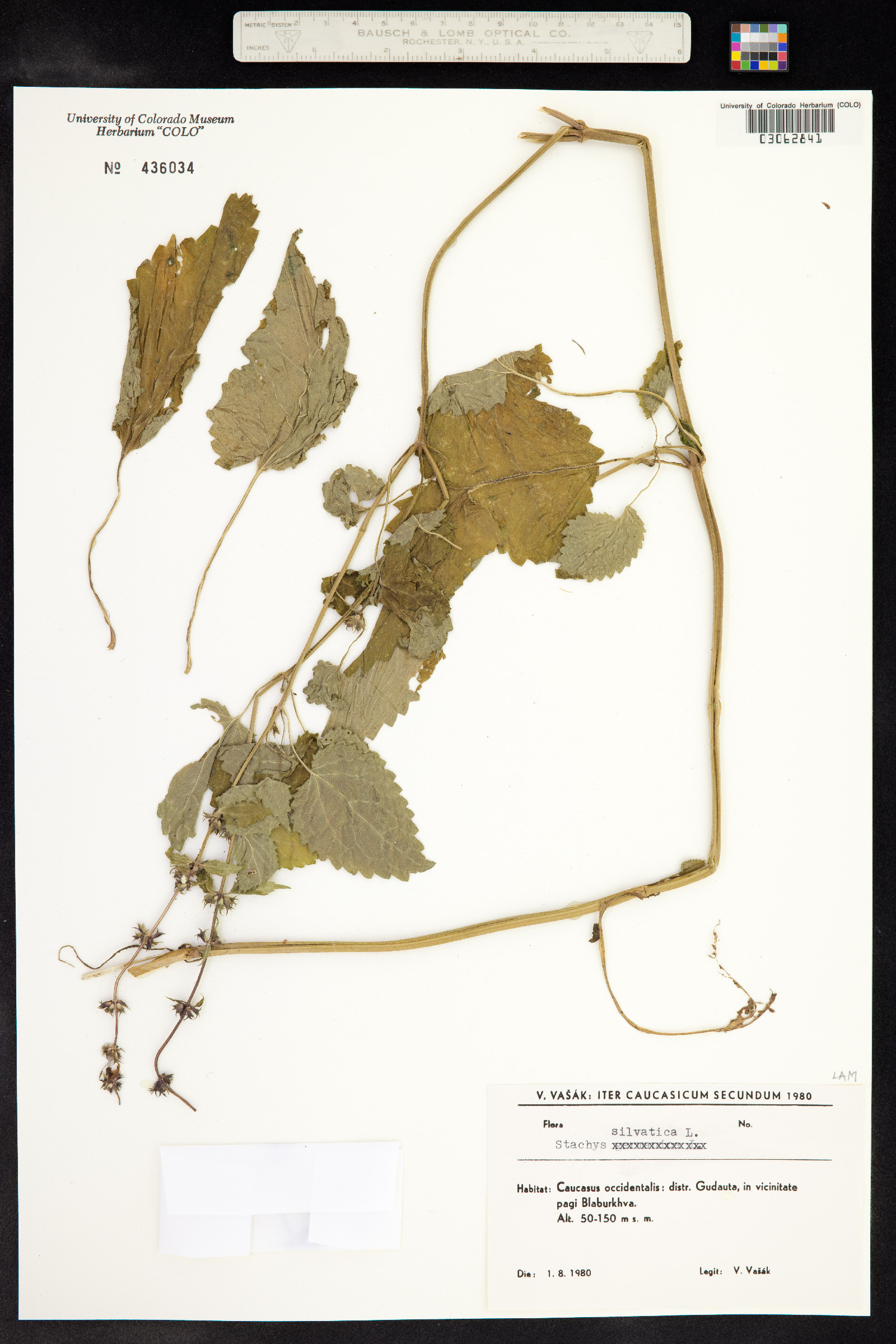 Stachys sylvatica image