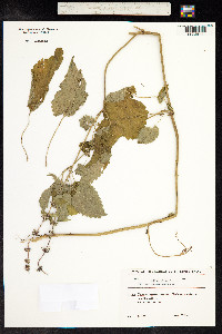 Stachys sylvatica image