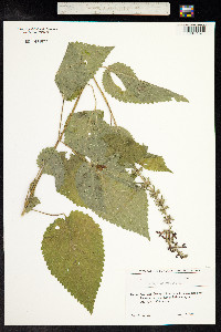 Stachys sylvatica image