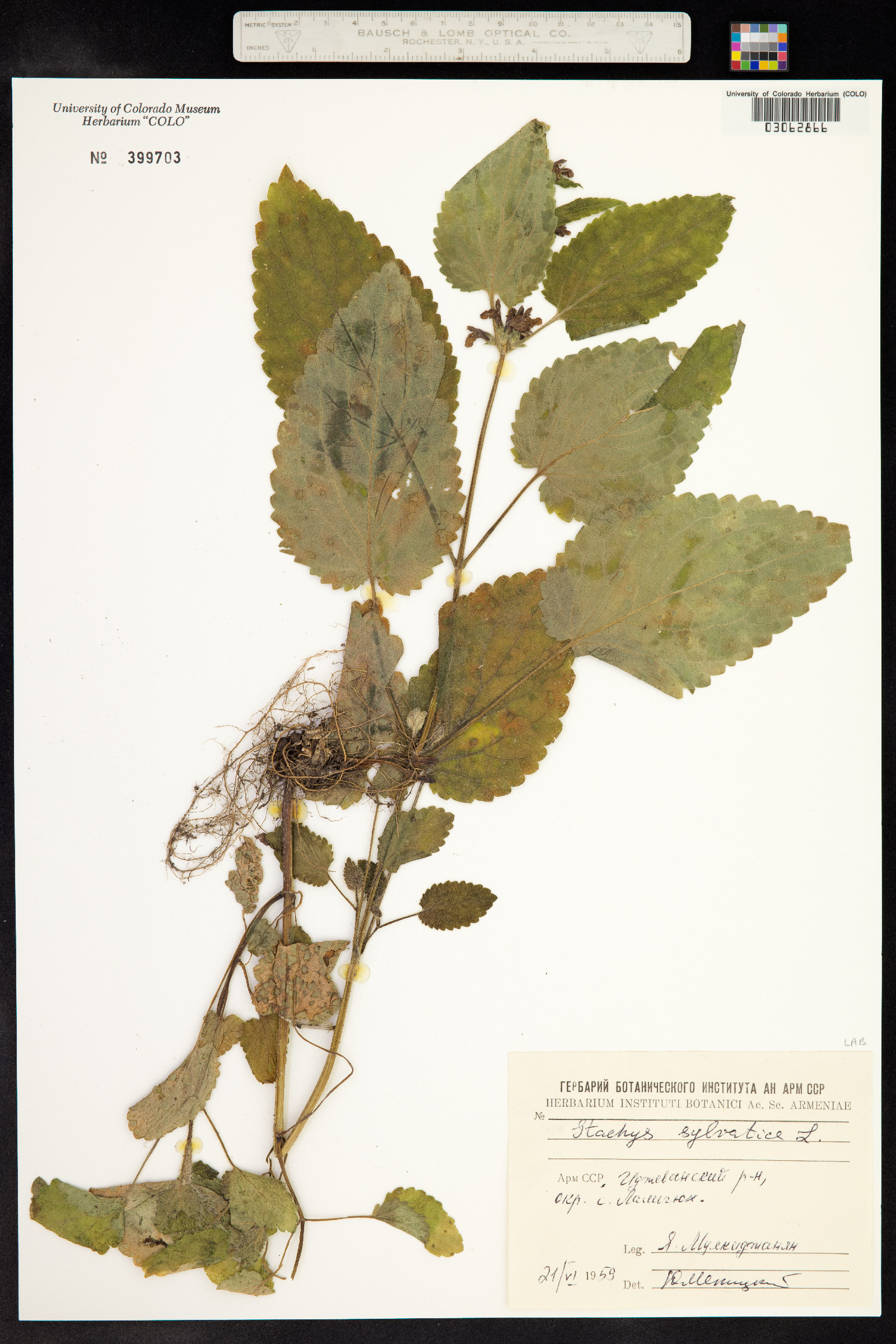 Stachys sylvatica image