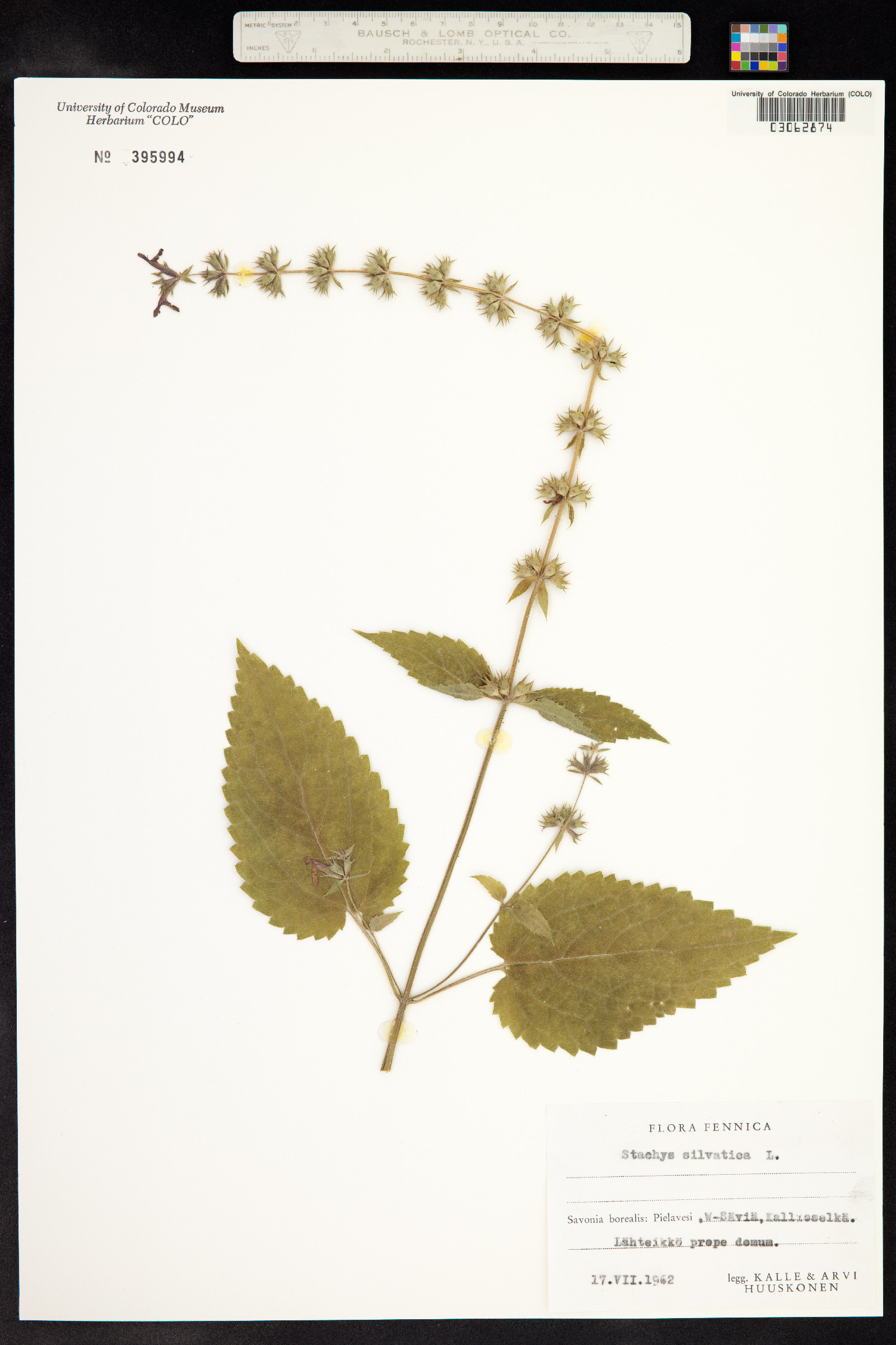 Stachys sylvatica image
