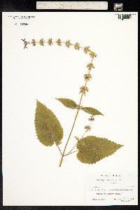 Stachys sylvatica image