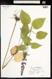 Stachys sylvatica image