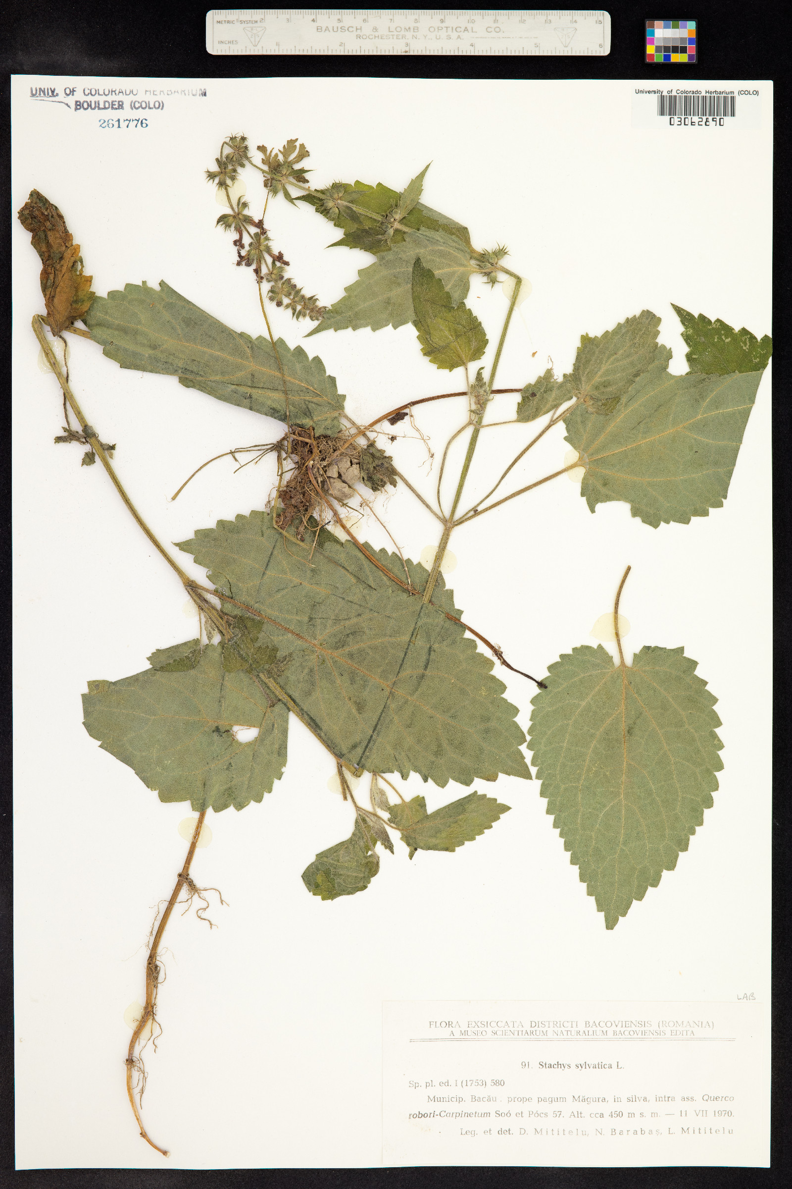 Stachys sylvatica image