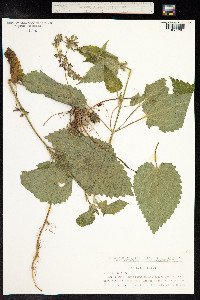 Stachys sylvatica image
