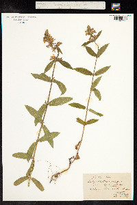 Stachys sylvatica image