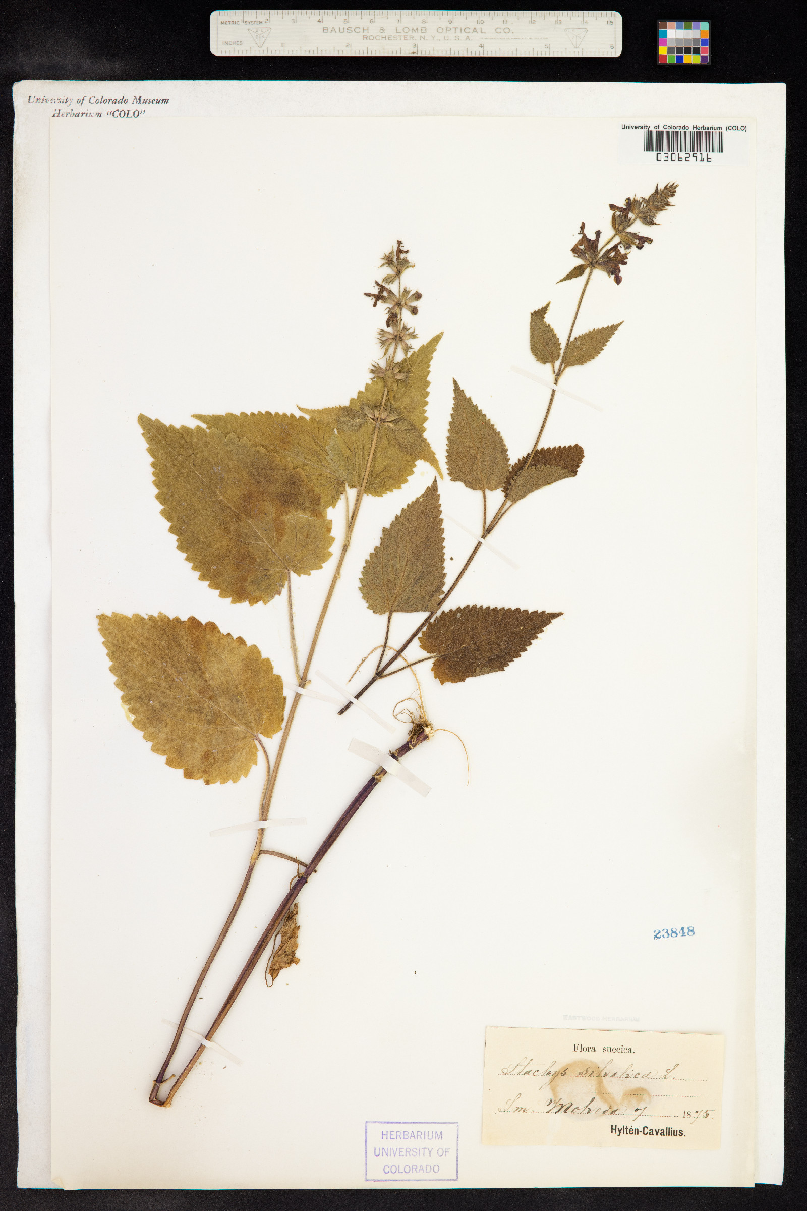 Stachys sylvatica image