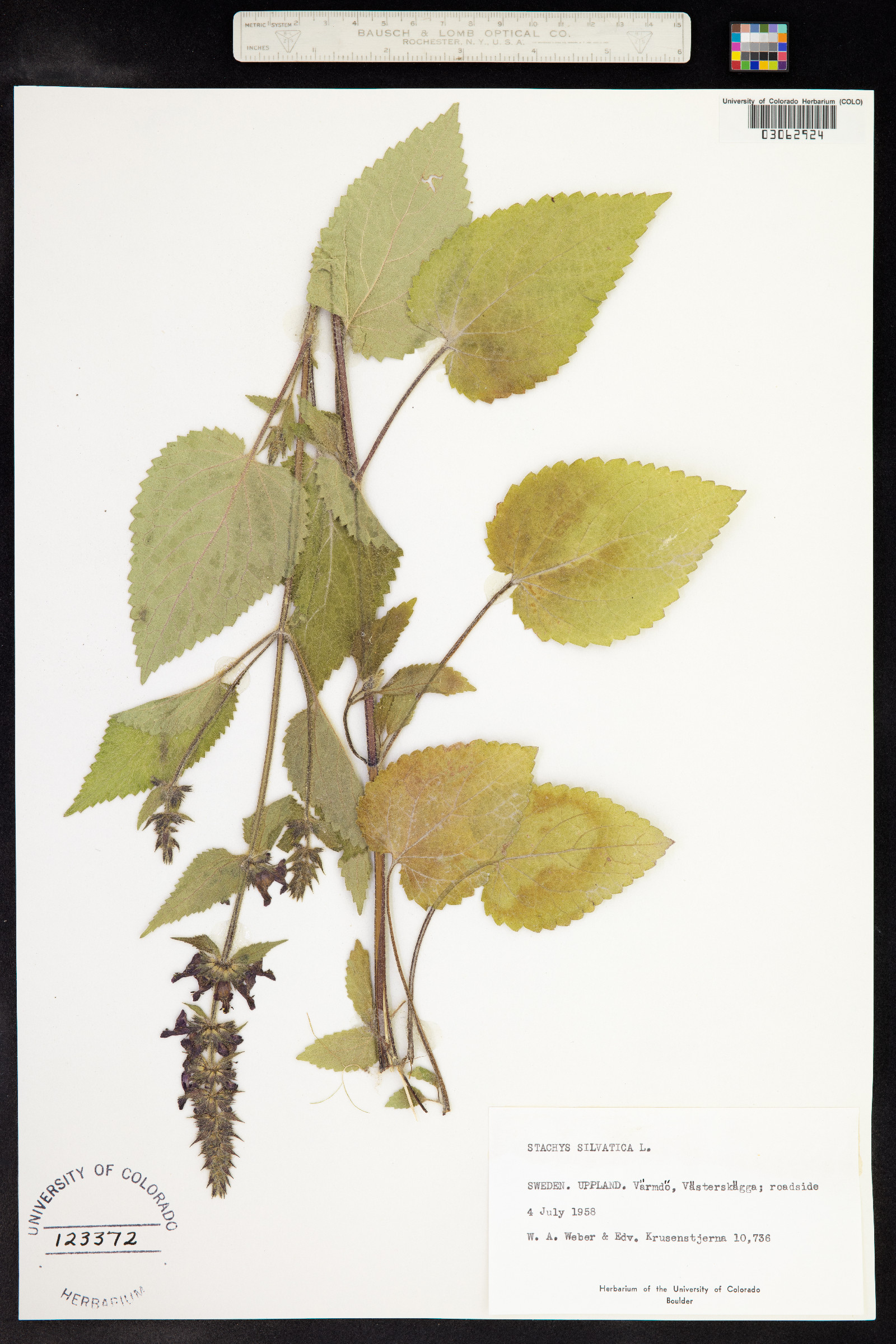 Stachys sylvatica image