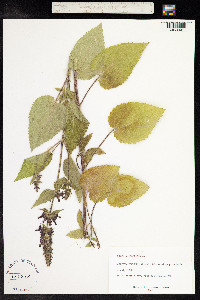Stachys sylvatica image