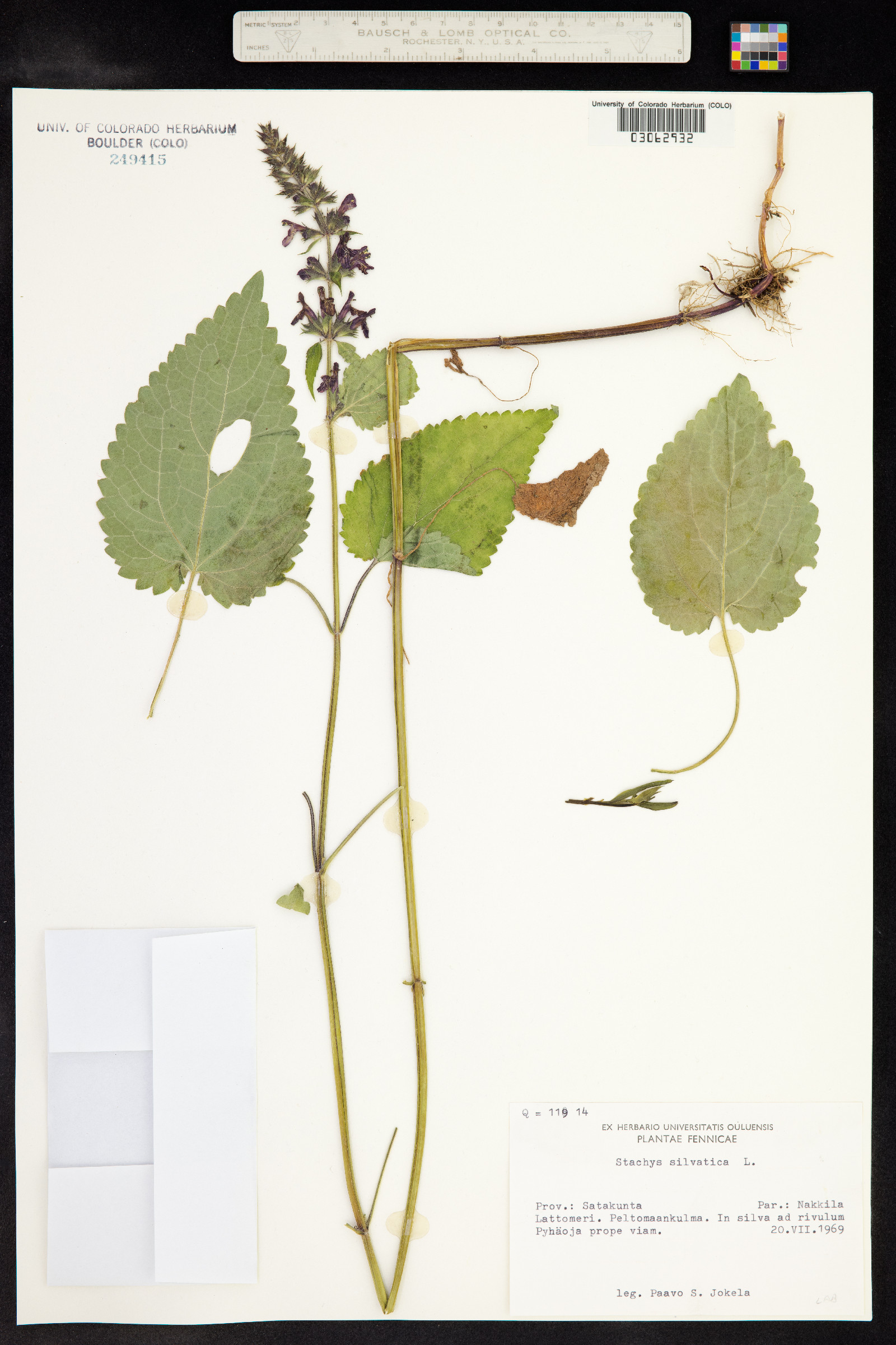 Stachys sylvatica image