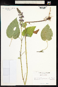 Stachys sylvatica image