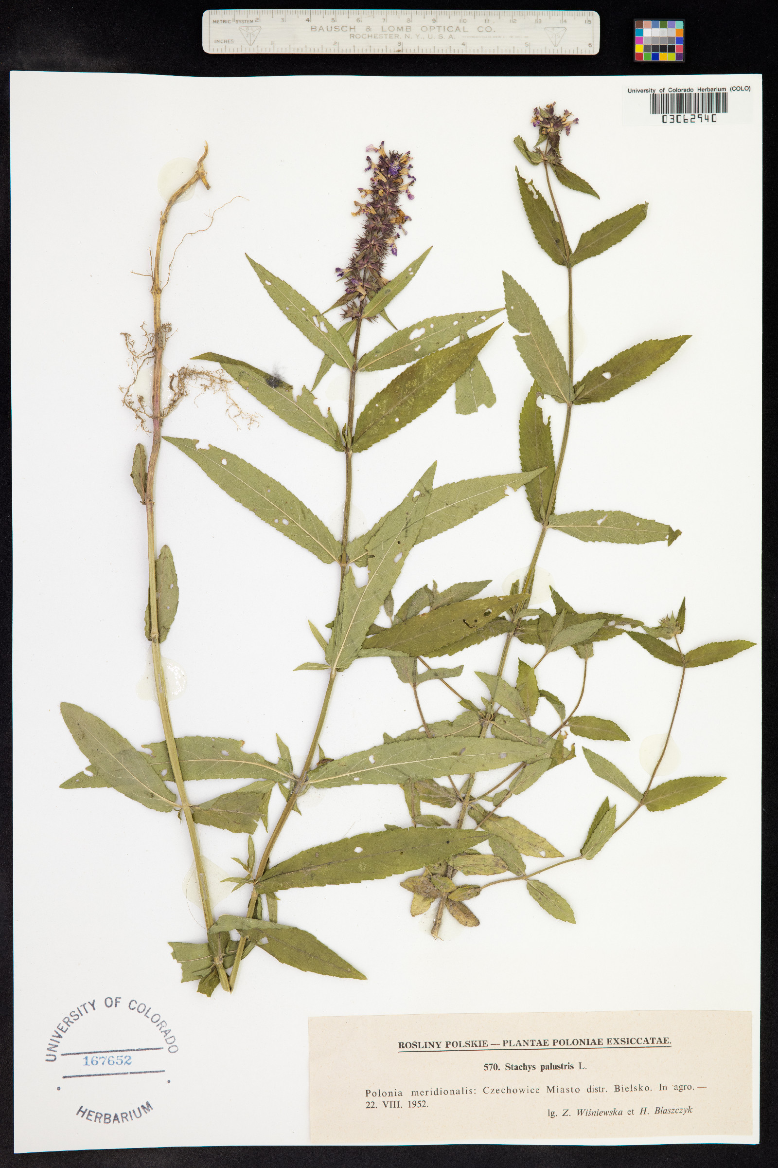 Stachys palustris image