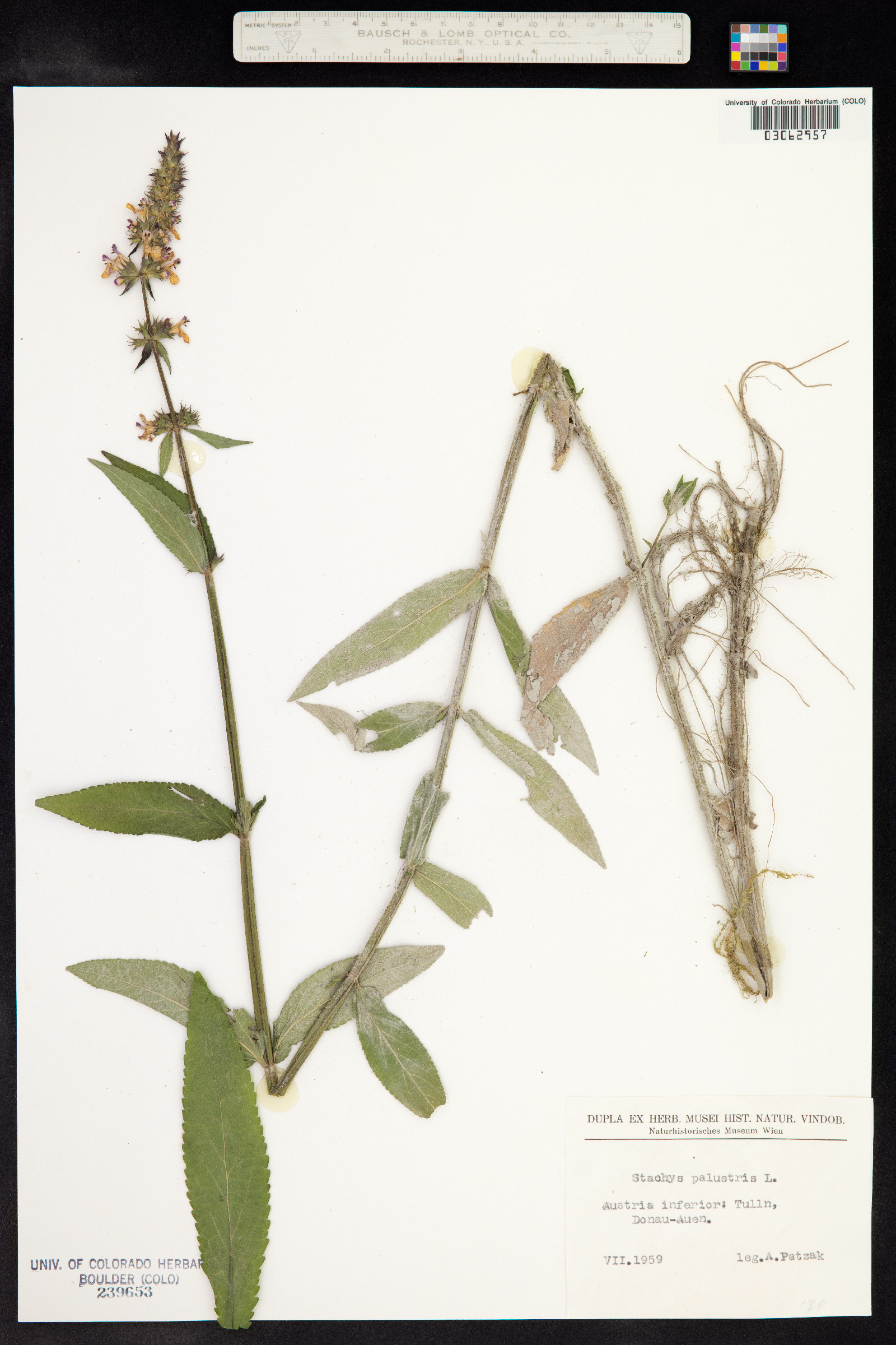 Stachys palustris image