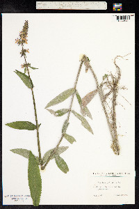 Stachys palustris image