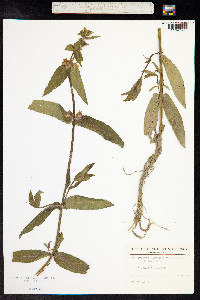 Stachys palustris image