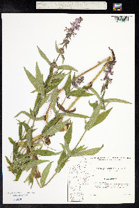 Stachys palustris image