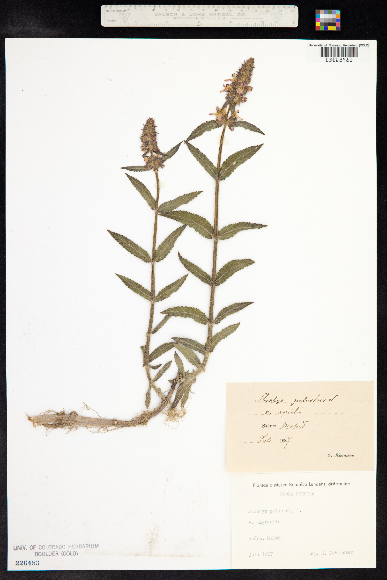 Stachys palustris image