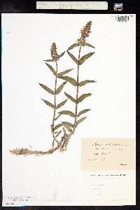 Stachys palustris image