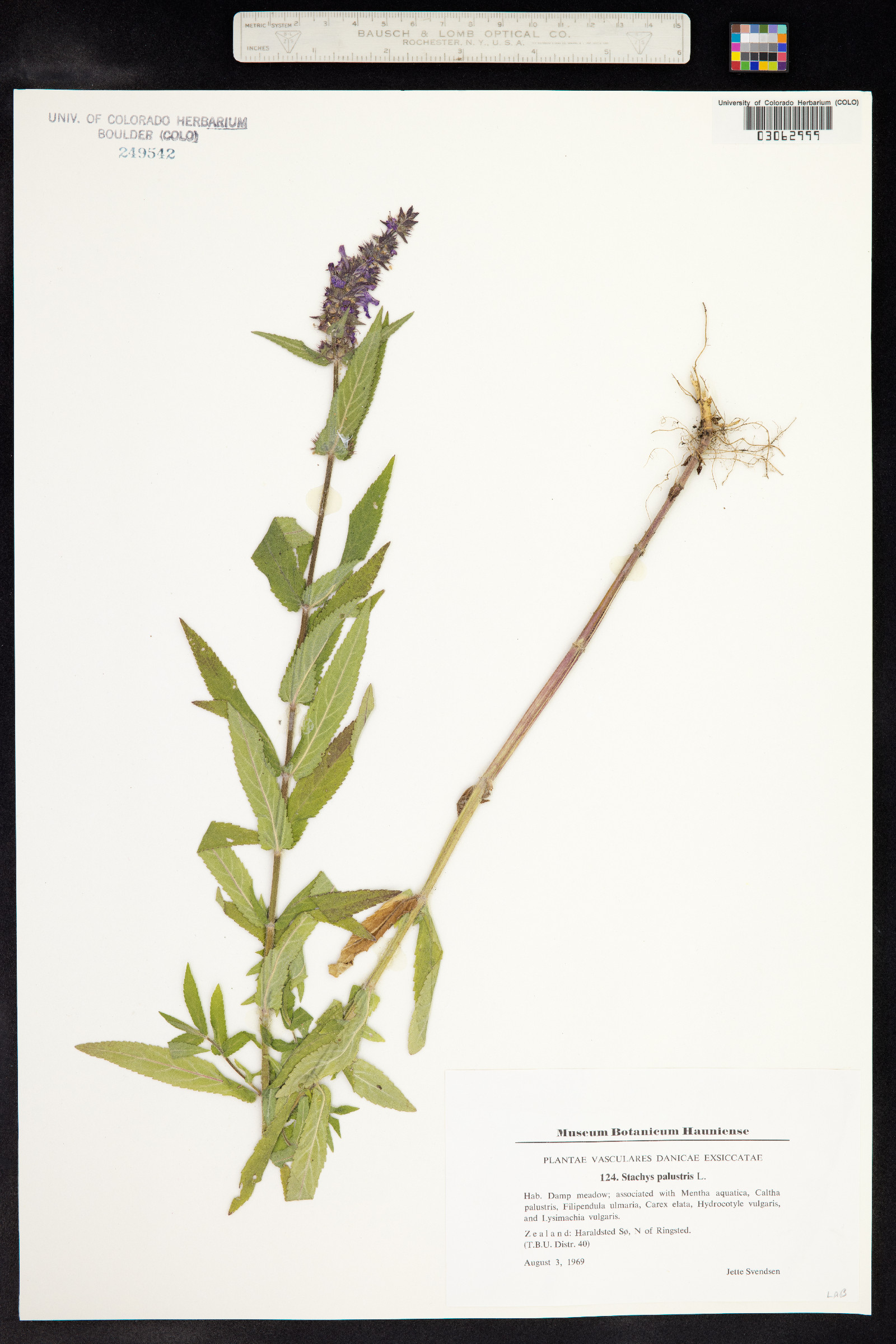 Stachys palustris image
