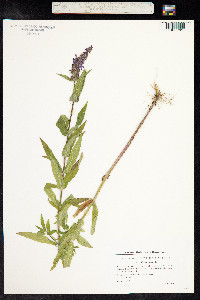 Stachys palustris image