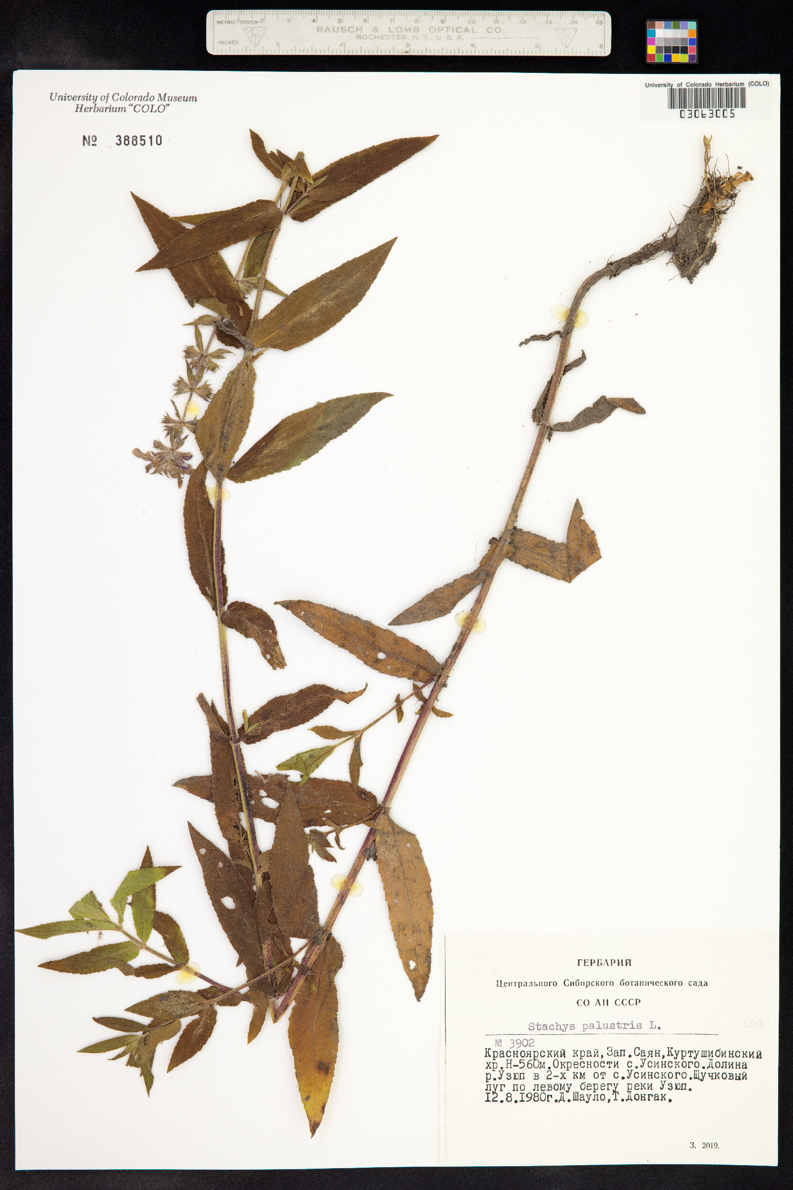 Stachys palustris image