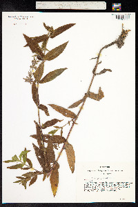 Stachys palustris image