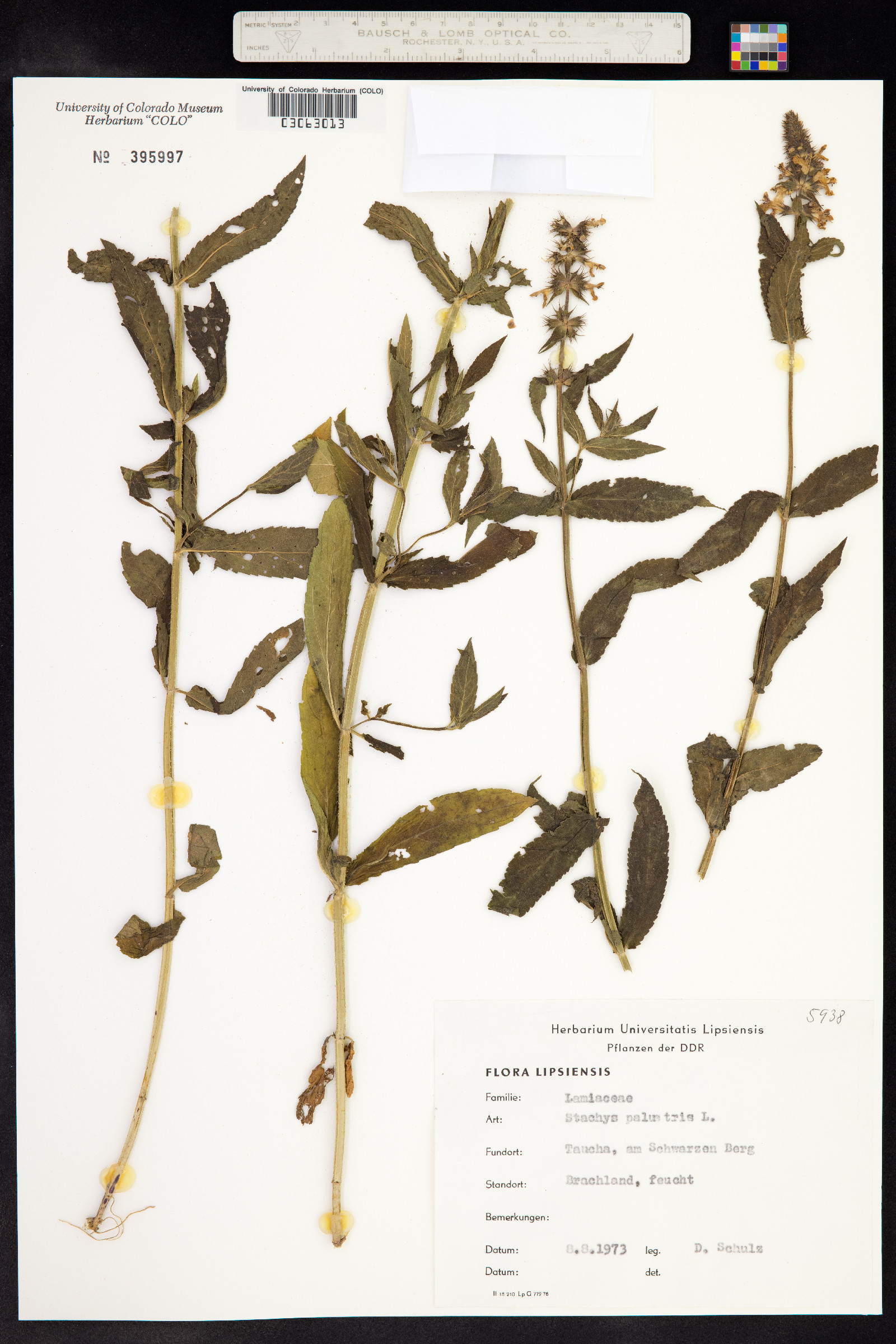 Stachys palustris image
