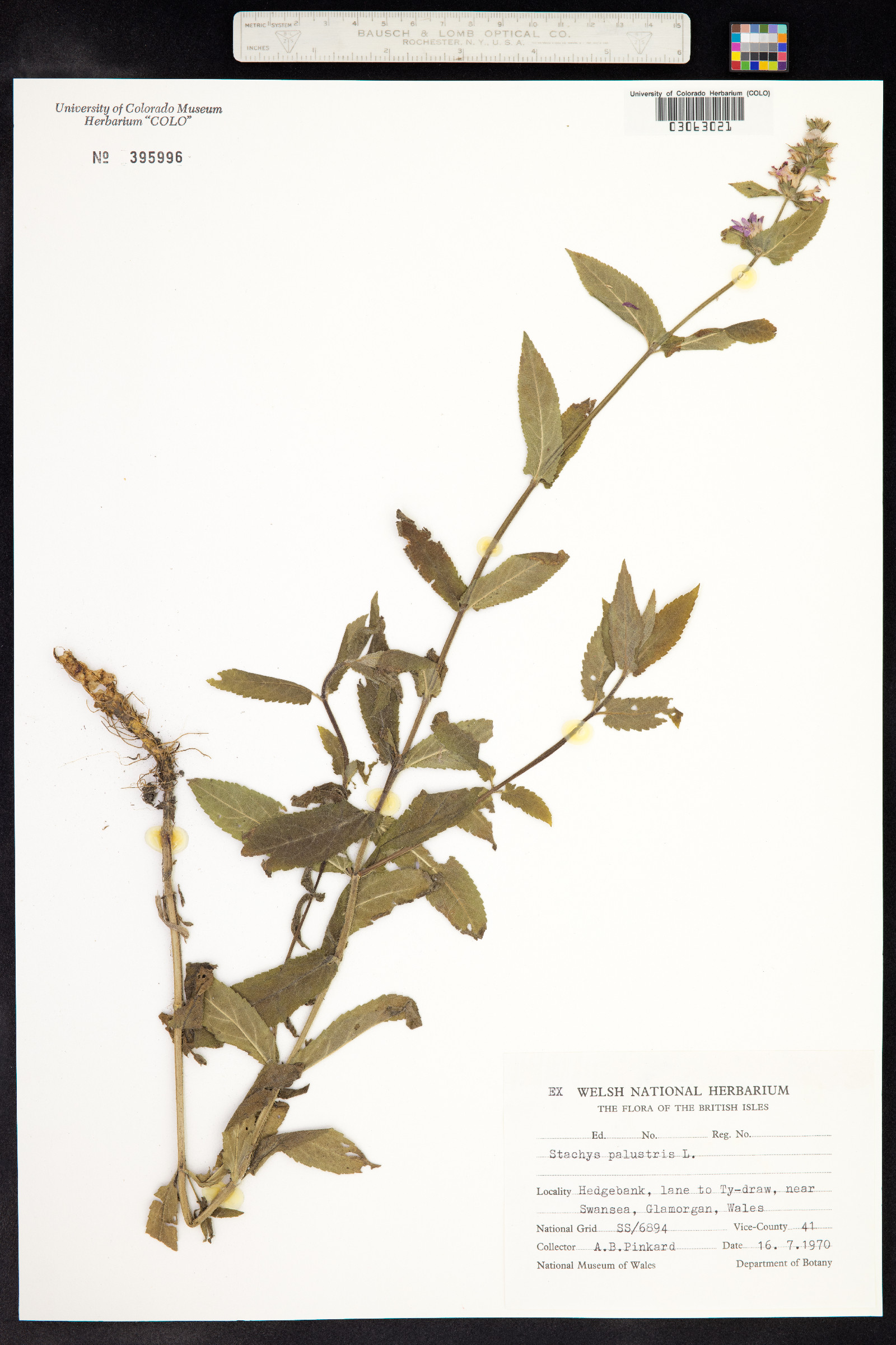 Stachys palustris image