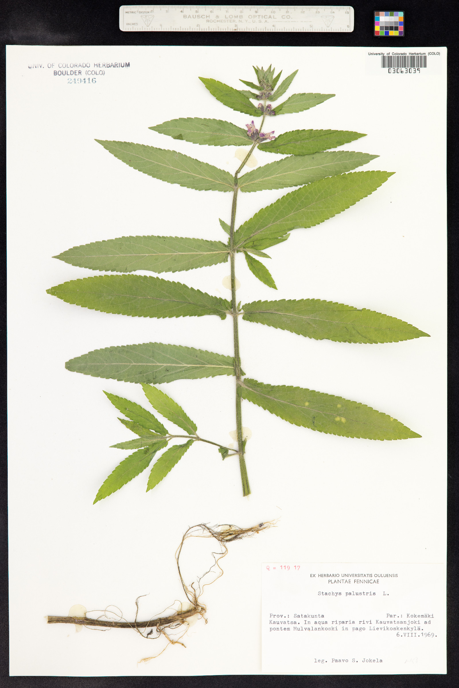 Stachys palustris image