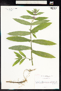 Stachys palustris image