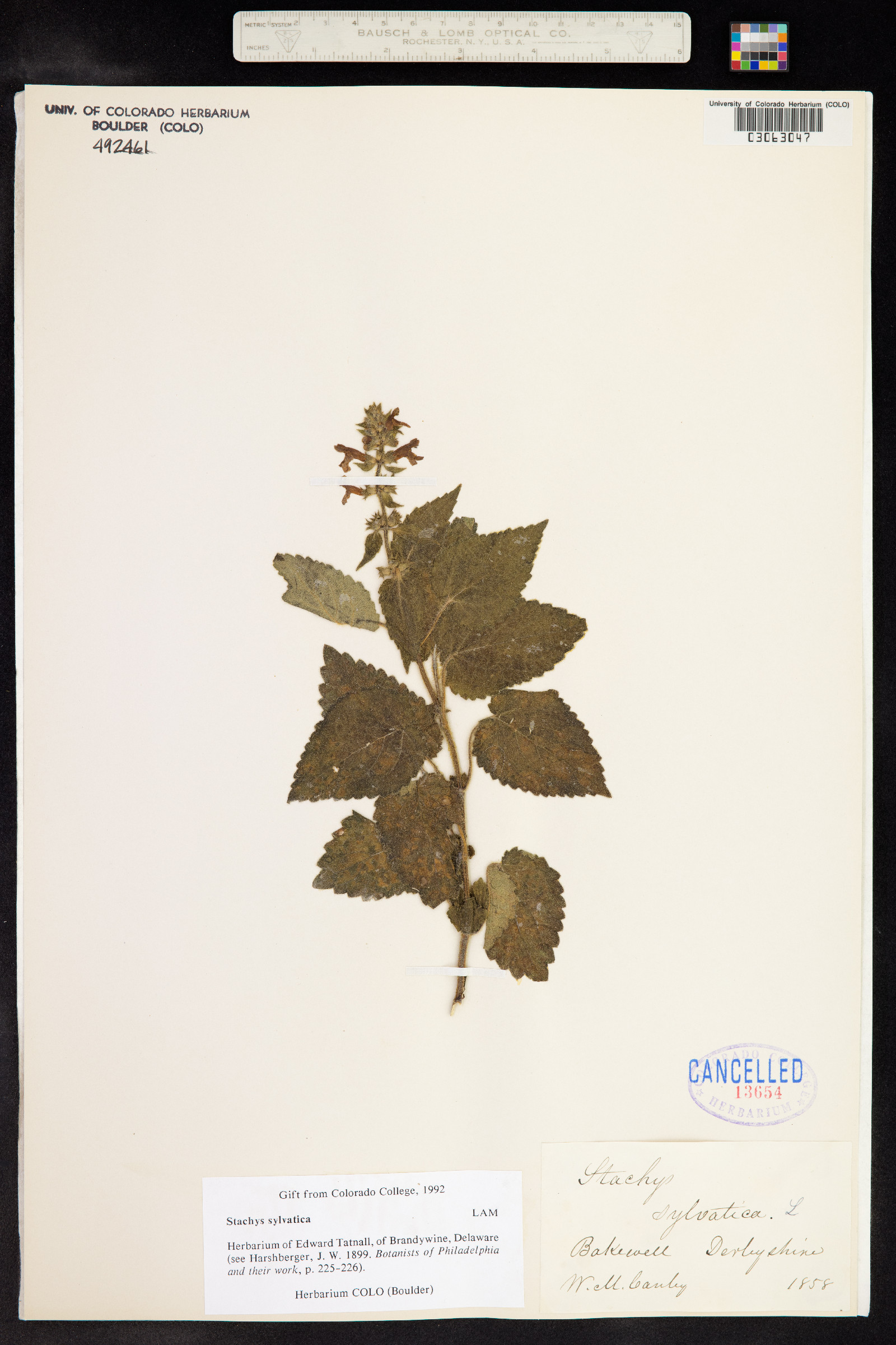 Stachys sylvatica image