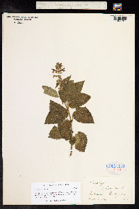 Stachys sylvatica image