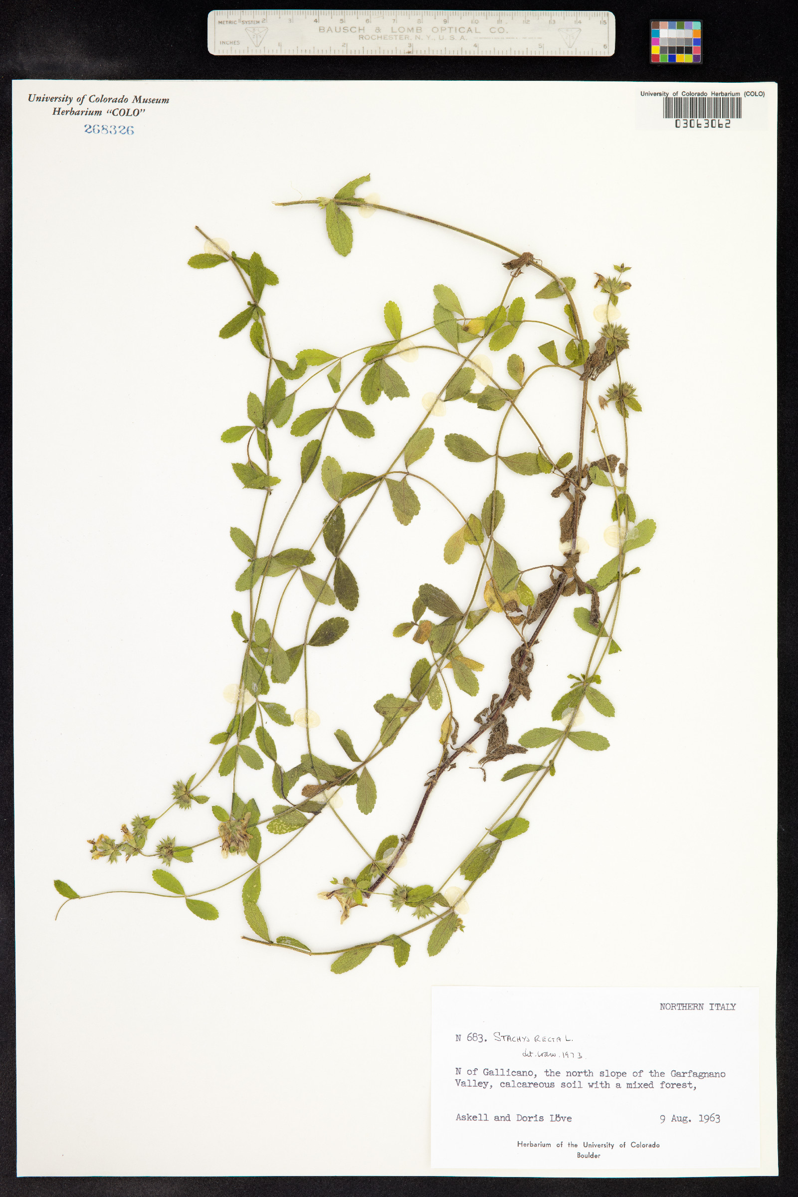 Stachys recta image