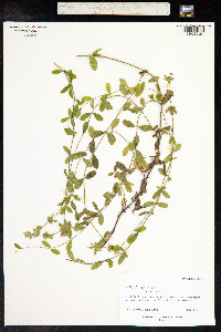 Stachys recta image