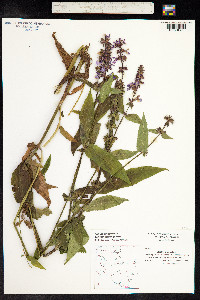 Stachys palustris image