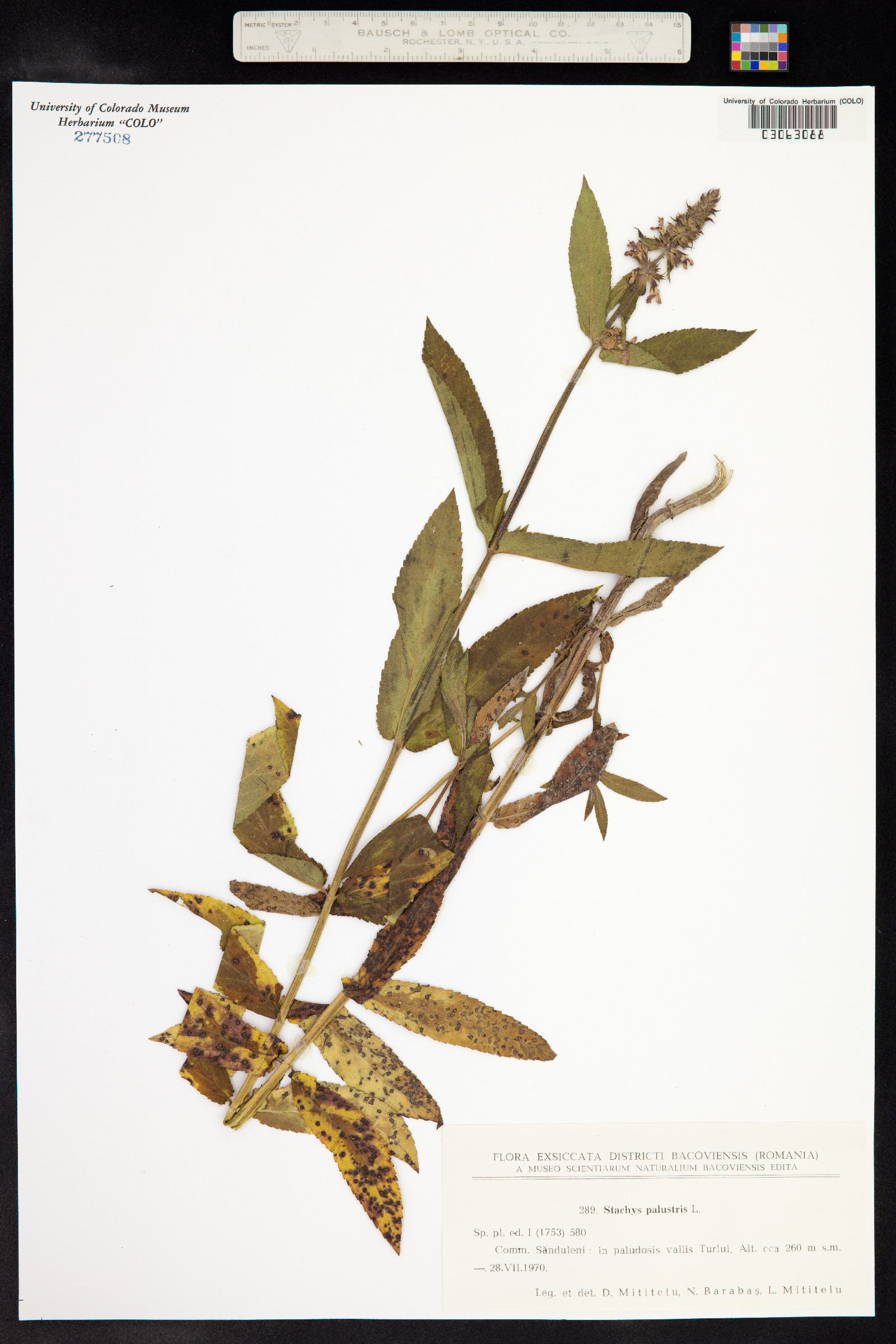 Stachys palustris image
