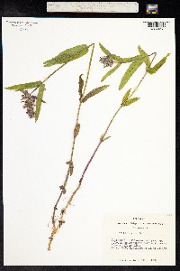 Stachys palustris image