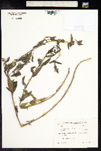 Stachys palustris image