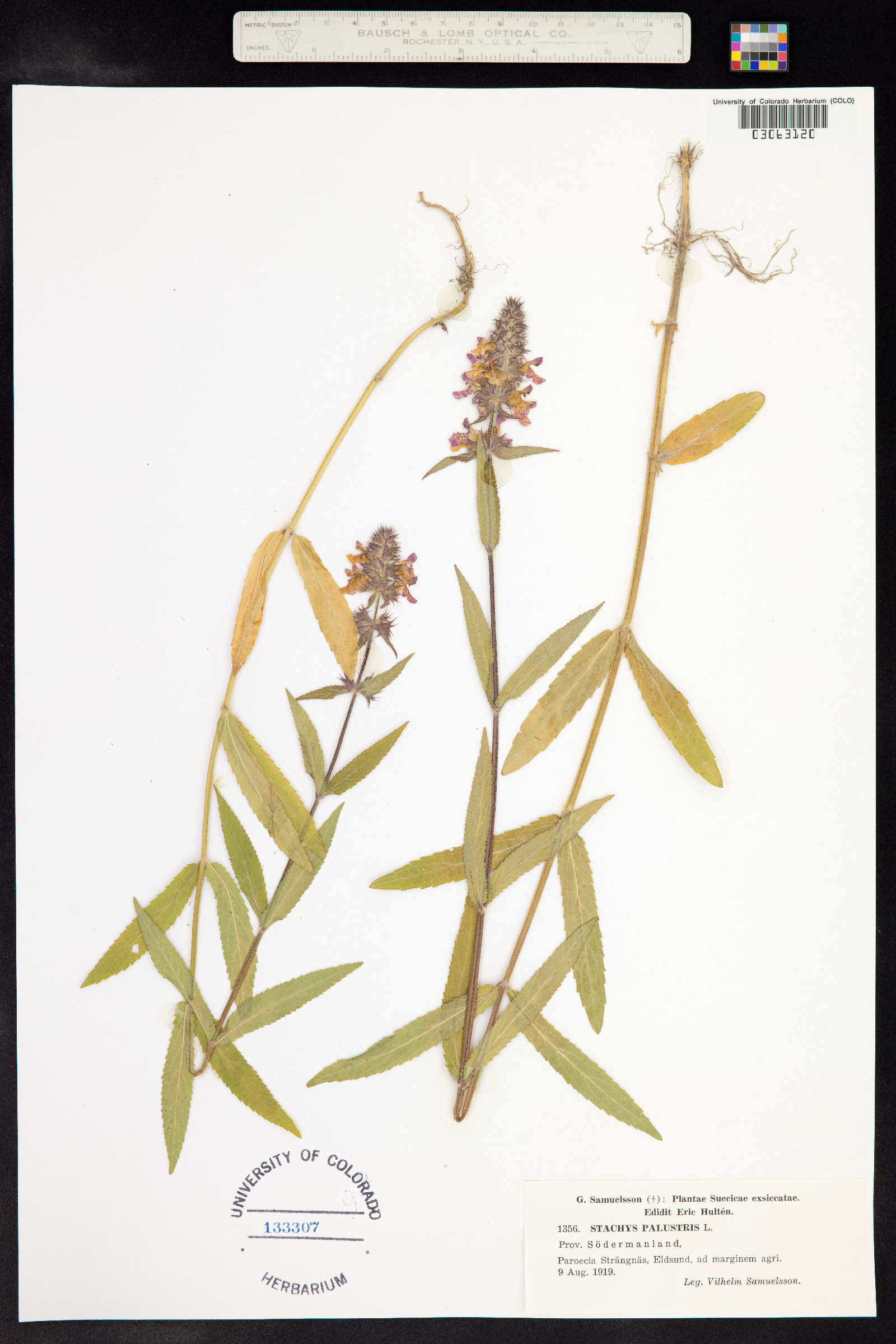 Stachys palustris image