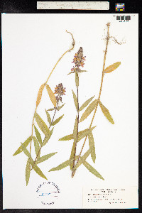 Stachys palustris image