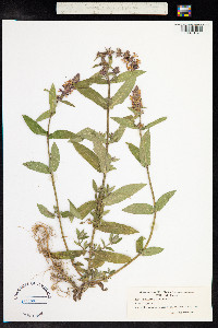 Stachys palustris image