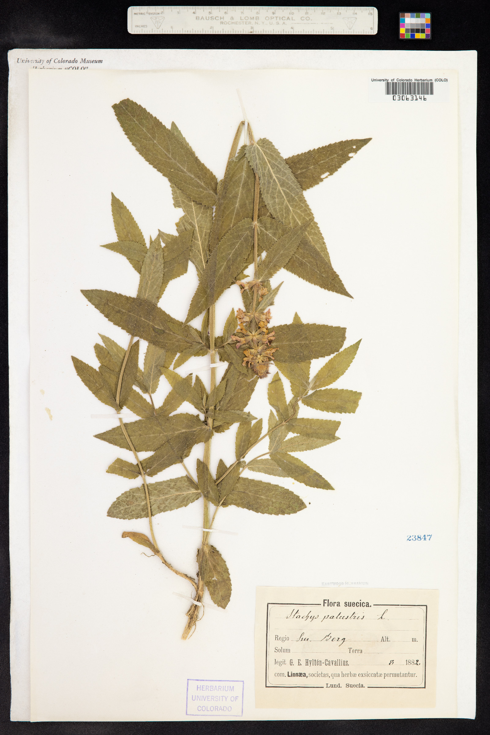 Stachys palustris image