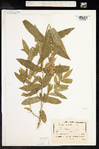 Stachys palustris image