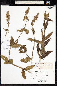 Stachys palustris image